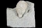 Cystoid Fossil (Holocystites) on Rock - Indiana #85697-1